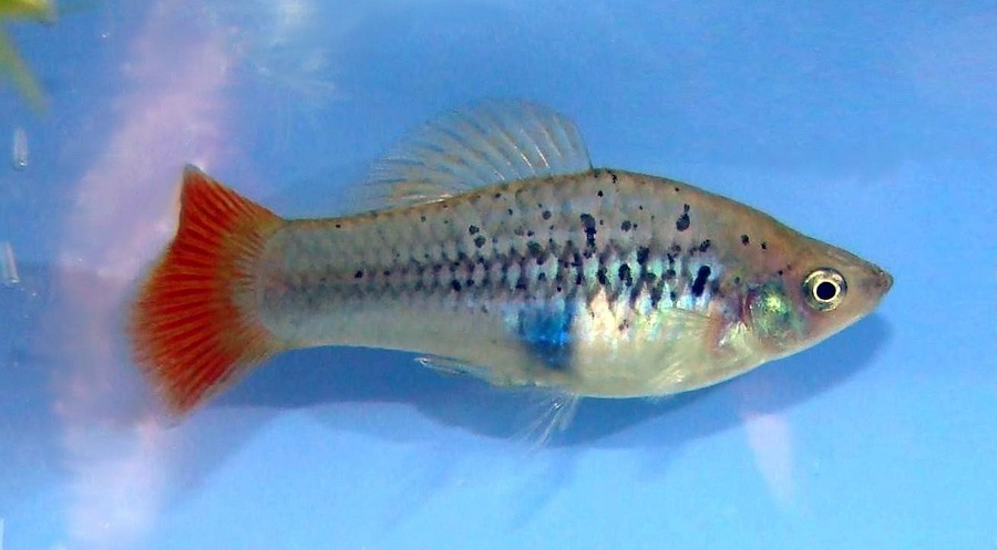 Xiphophorus Variatus 2
