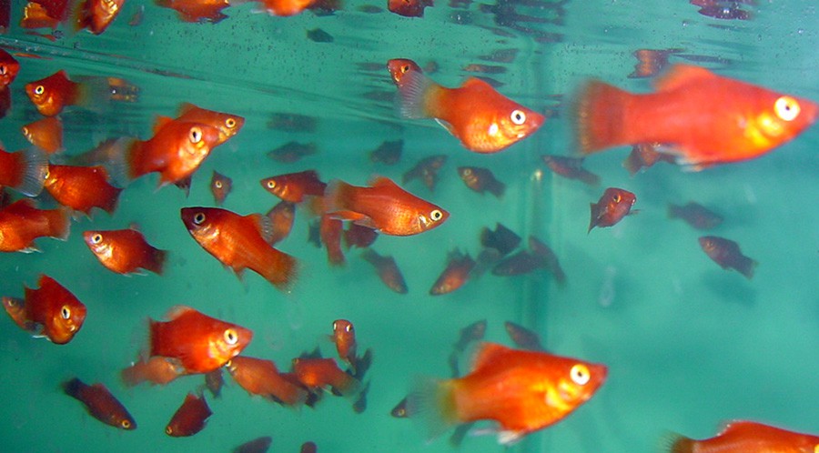 Xiphophorus Variatus 3
