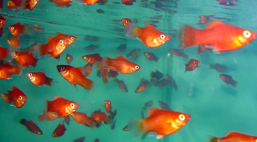 Xiphophorus Variatus 3