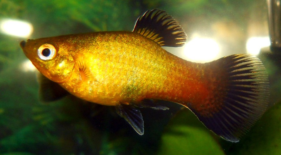 Xiphophorus Variatus 4
