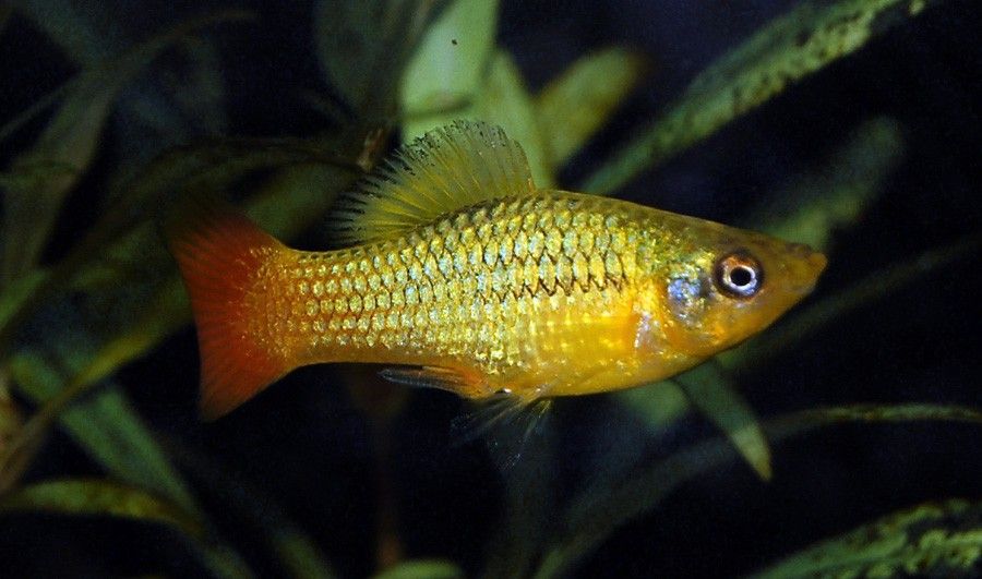 Xiphophorus Variatus 5