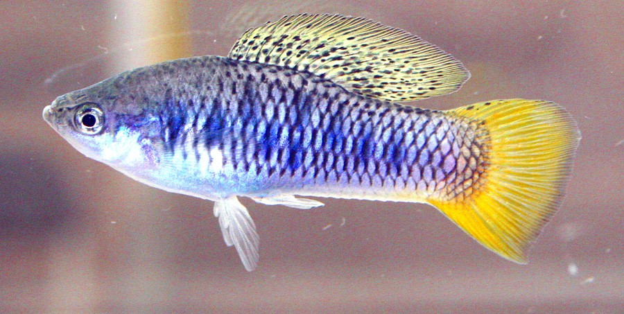 Xiphophorus Variatus 6