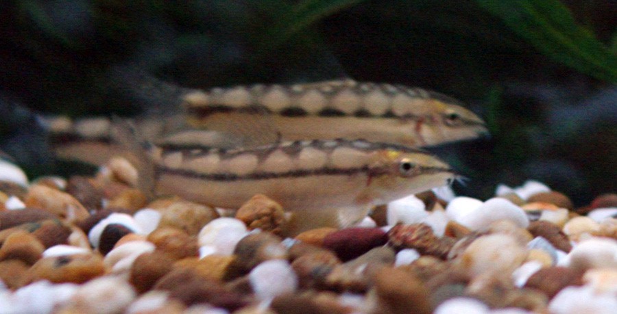 Yasuhikotakia Sidthimunki 2