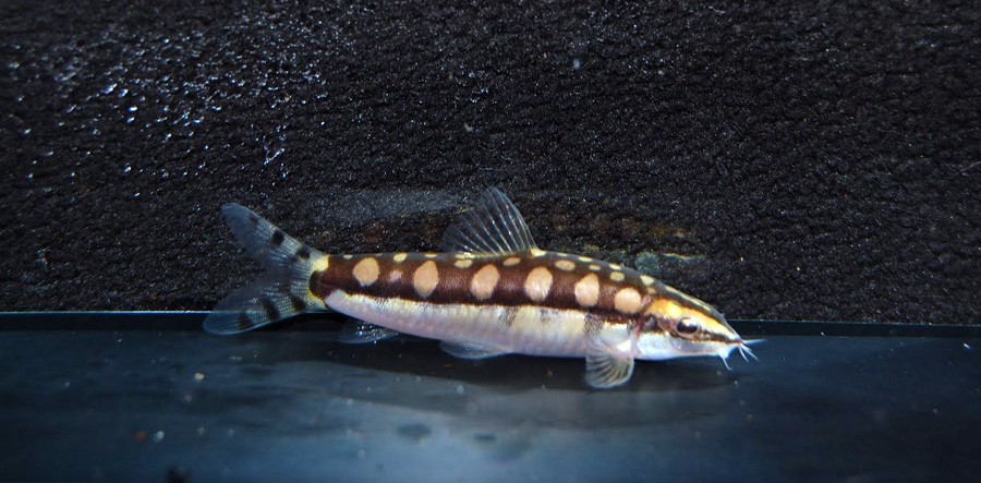 Yasuhikotakia Sidthimunki 3