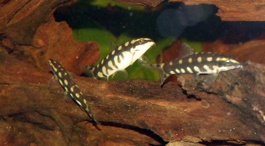 Yasuhikotakia Sidthimunki 4
