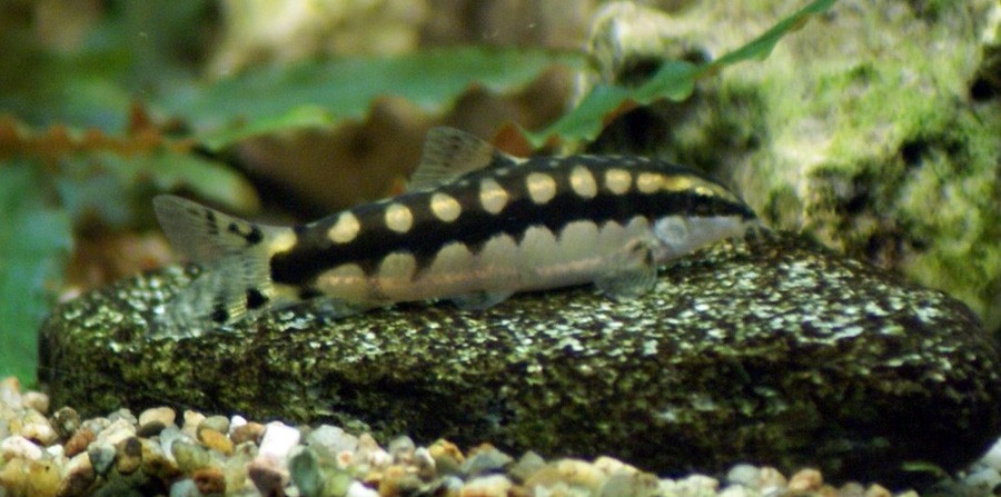Yasuhikotakia Sidthimunki 5