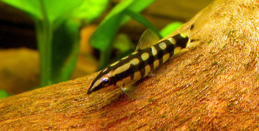 Yasuhikotakia Sidthimunki 6