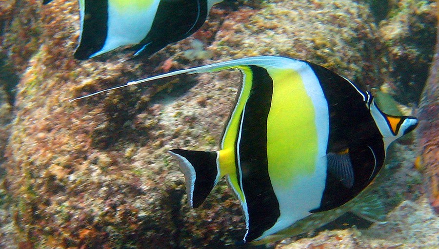 Zanclus Cornutus 4