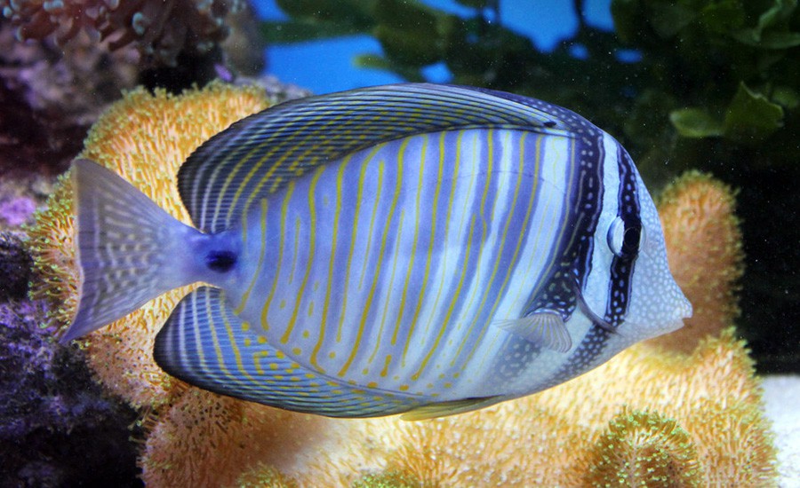 Cirujano Vela de Desjardin