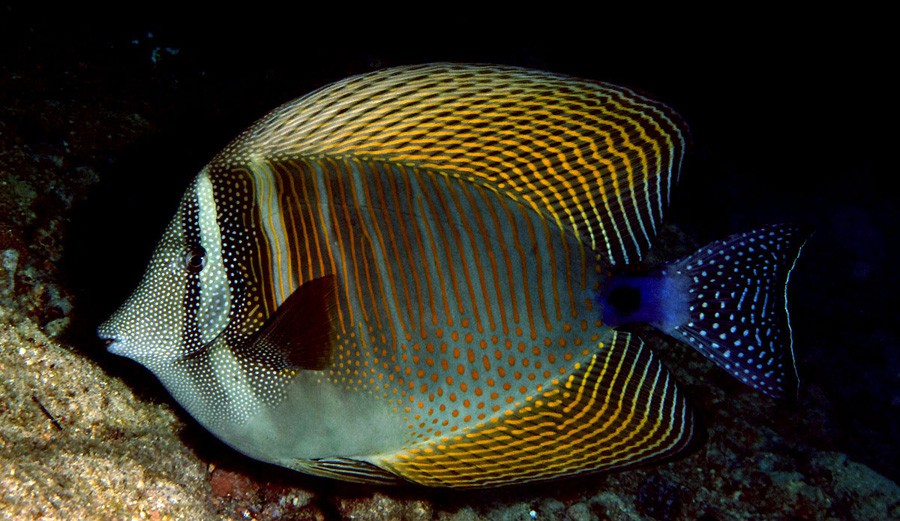 Zebrasoma Desjardinii 2