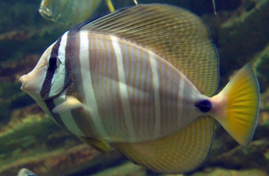 Zebrasoma Desjardinii 3