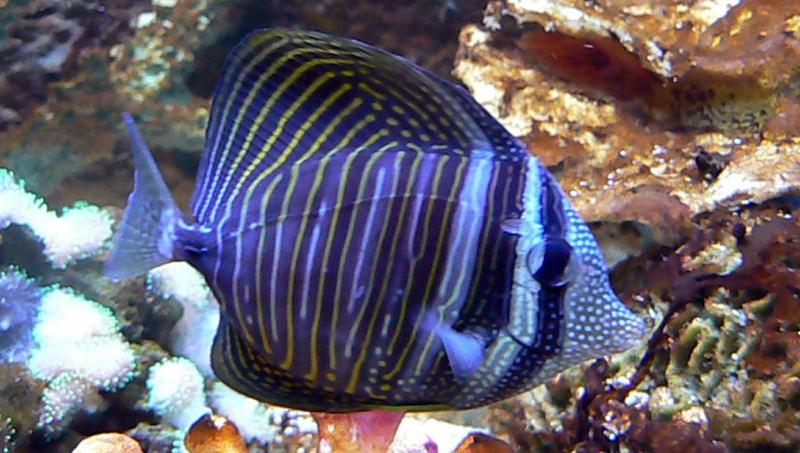Zebrasoma Desjardinii 4