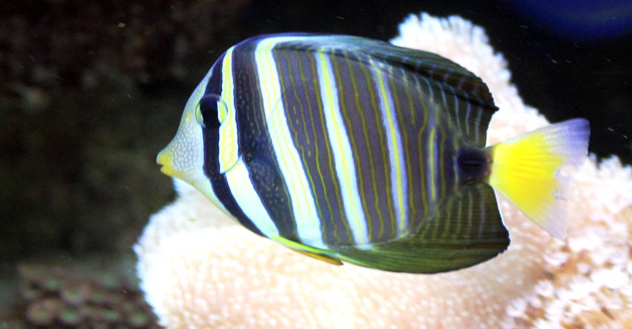 Zebrasoma Desjardinii 5