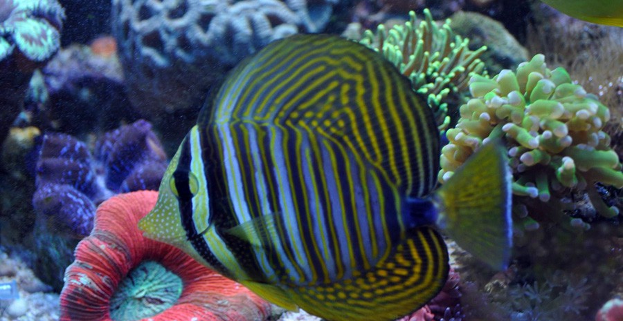 Zebrasoma Desjardinii 6