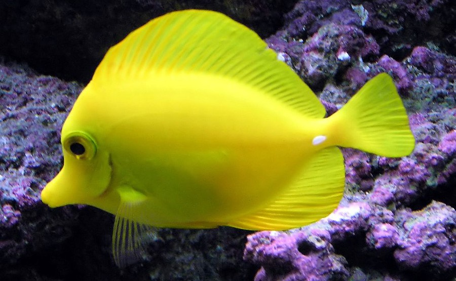 Pez Cirujano Amarillo