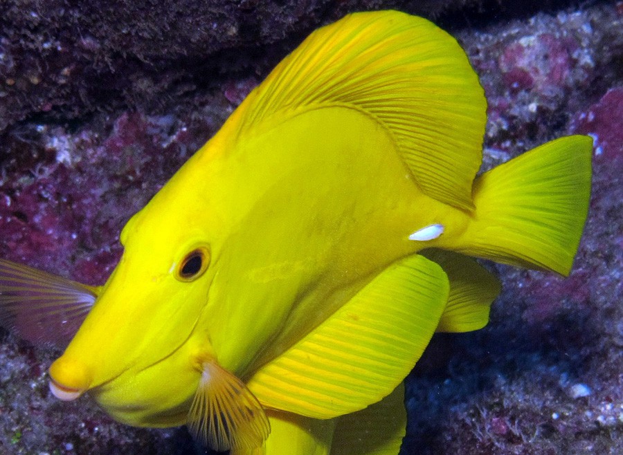 Zebrasoma Flavescens 2