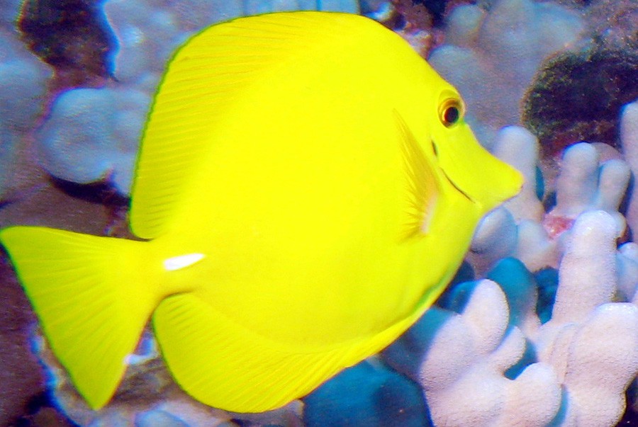 Zebrasoma Flavescens 3