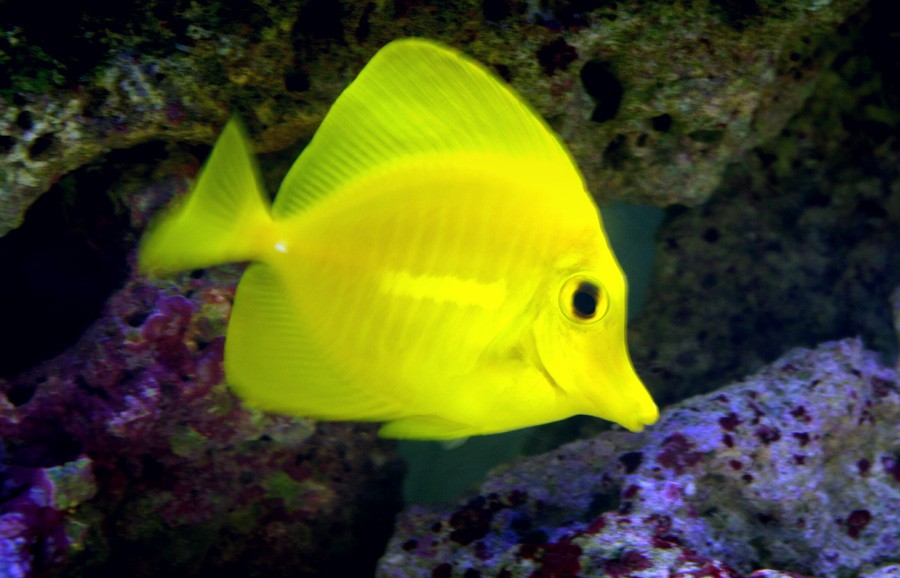 Zebrasoma Flavescens 4