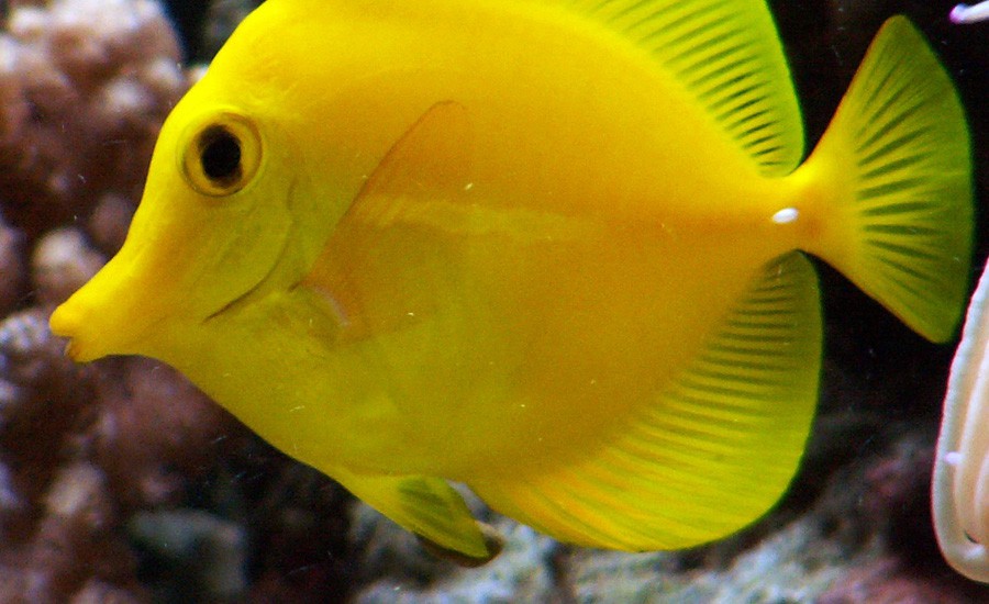 Zebrasoma Flavescens 5