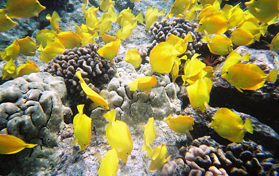 Zebrasoma Flavescens 6