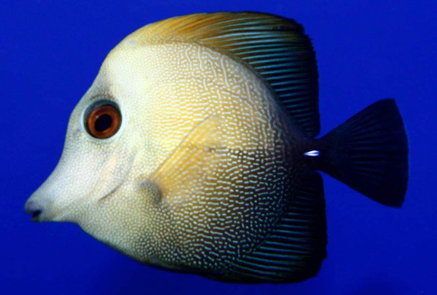 Zebrasoma Scopas 2