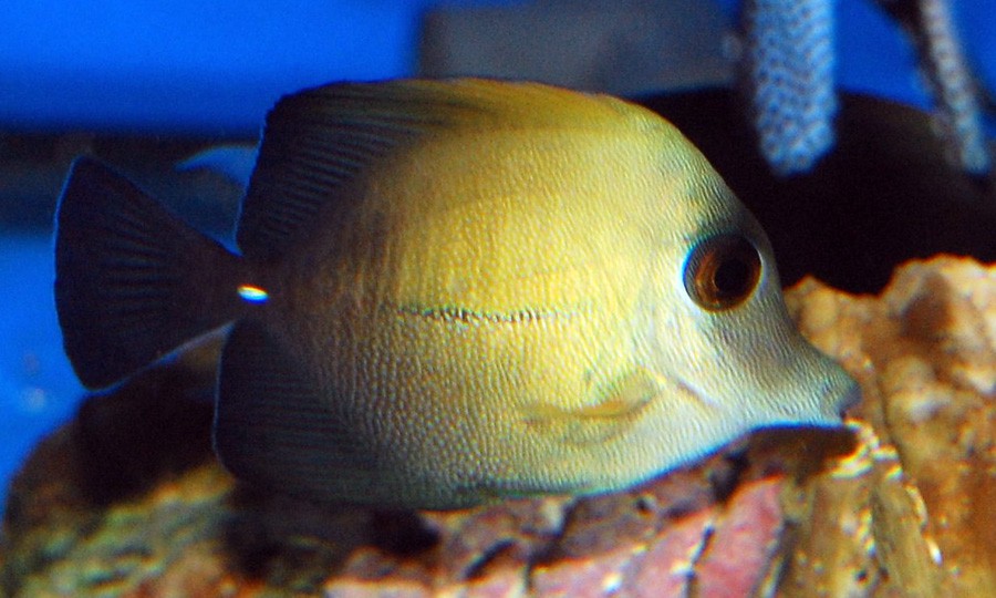 Zebrasoma Scopas 3