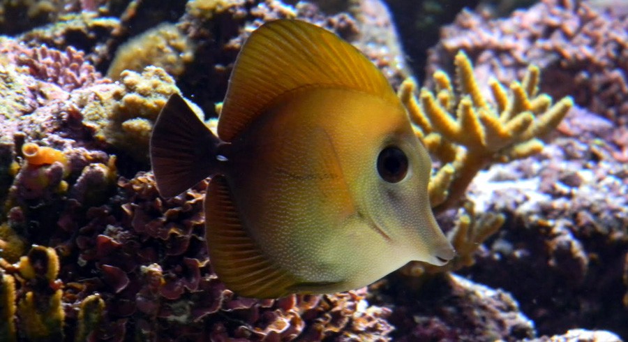 Zebrasoma Scopas 4