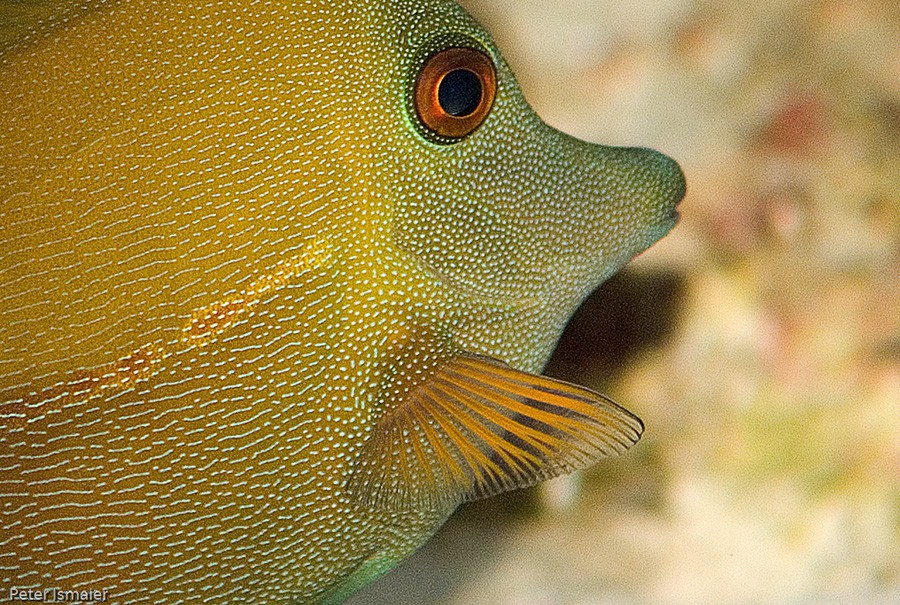 Zebrasoma Scopas 5
