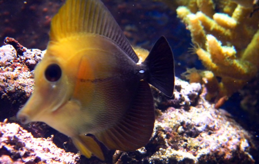 Zebrasoma Scopas 6