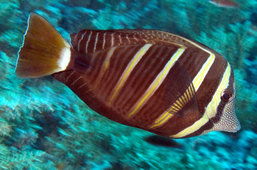 Zebrasoma Veliferum 2