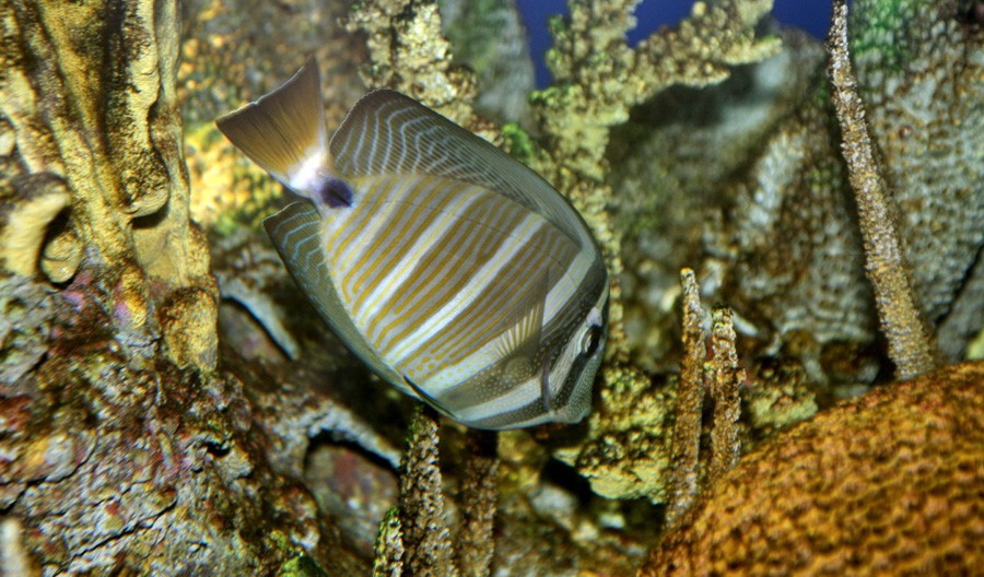 Zebrasoma Veliferum 3