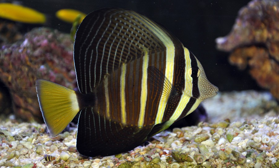 Zebrasoma Veliferum 4