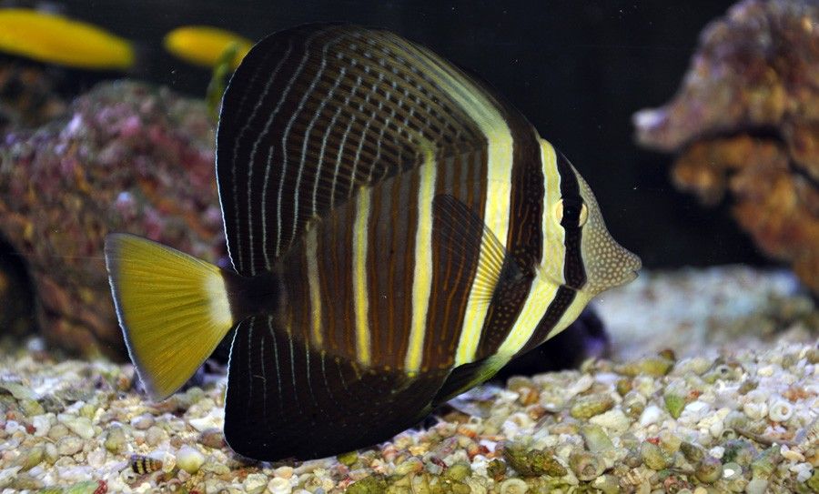 Zebrasoma Veliferum 4