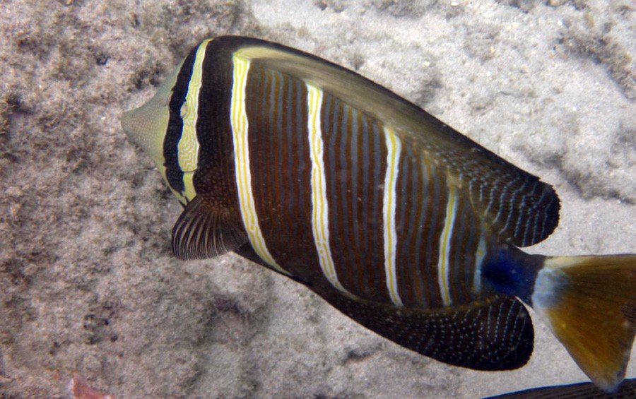 Zebrasoma Veliferum 5