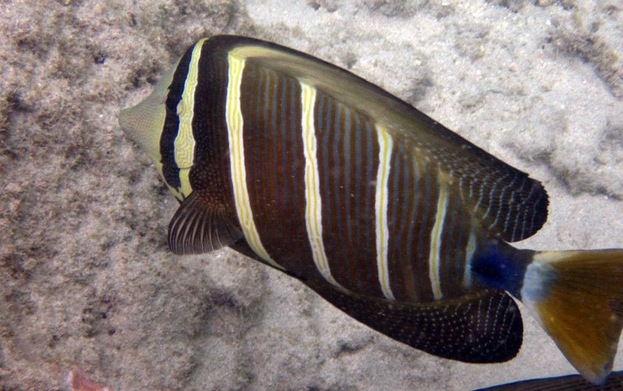 Zebrasoma Veliferum 5