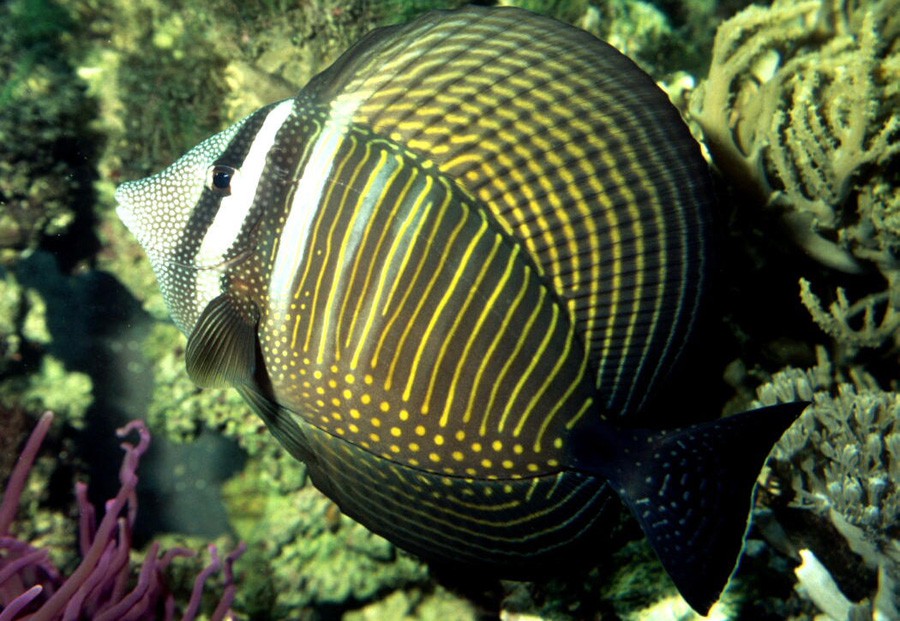 Zebrasoma Veliferum 6
