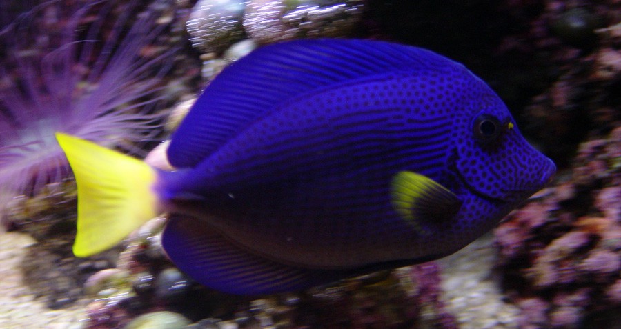 Zebrasoma Xanthurum 2