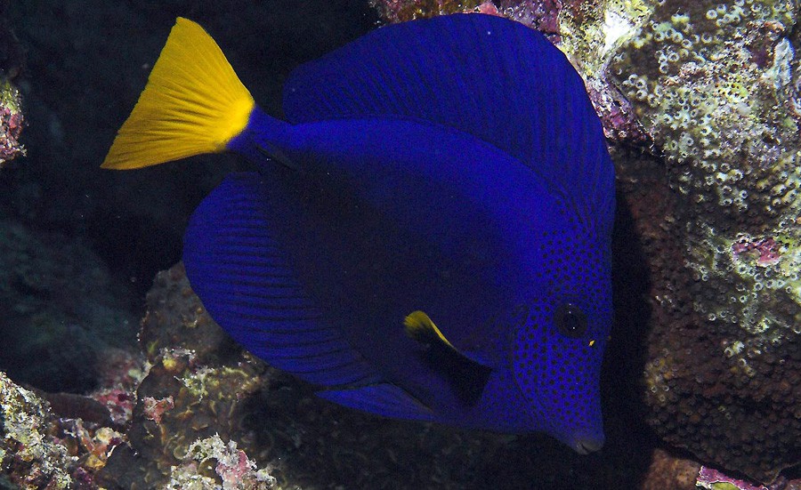 Zebrasoma Xanthurum 3