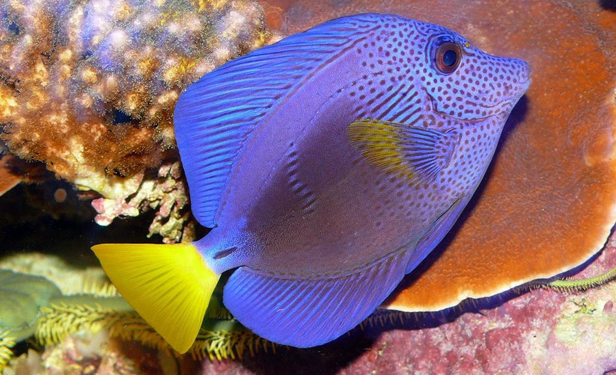 Zebrasoma Xanthurum 4
