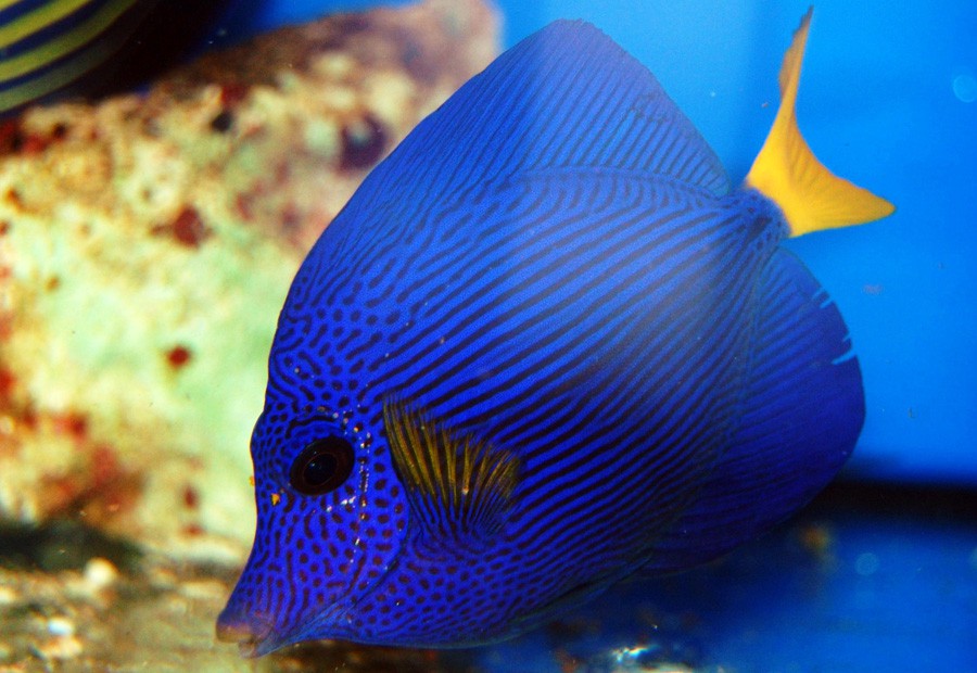 Zebrasoma Xanthurum 5