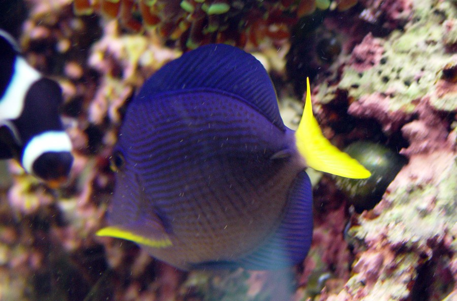 Zebrasoma Xanthurum 6