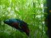 Betta Splendens.jpg