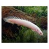 polypterus-senegalus-albino-pez-dragon-africano-albino.jpg