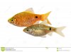 rosy-barb-male-pethia-conchonius-freshwater-tropical-aquarium-fish-90392457.jpg