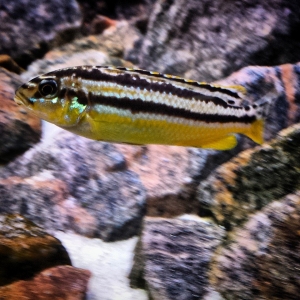 melanochromis auratus
