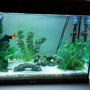 Acuario con tiburón cola roja