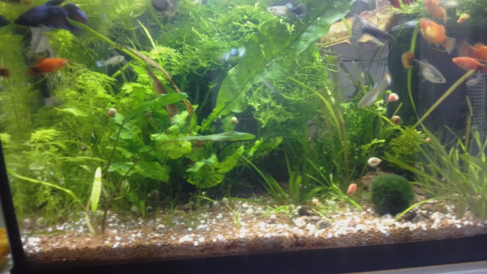 Acuario 40L