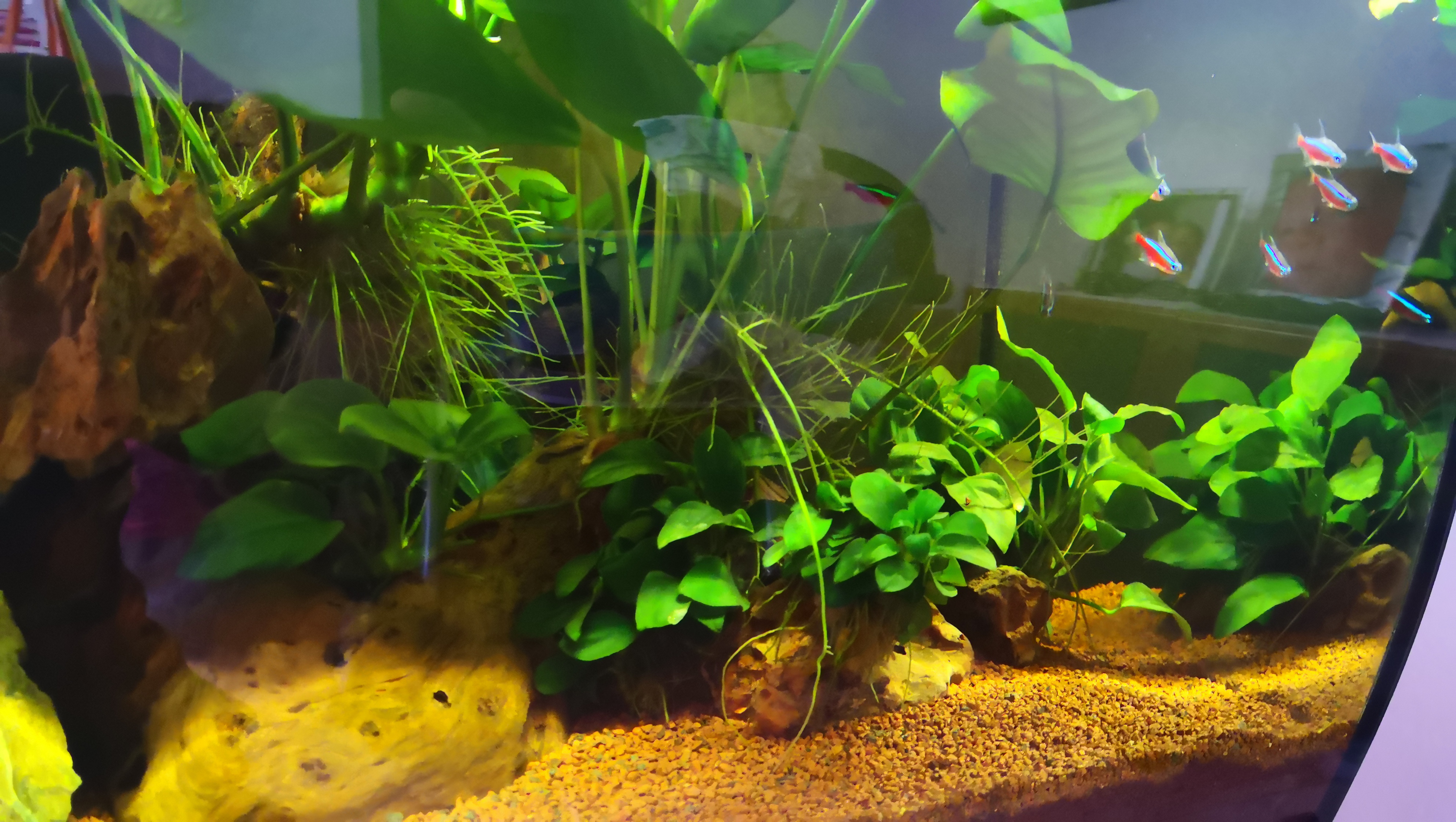 Acuario 57 lt anubias