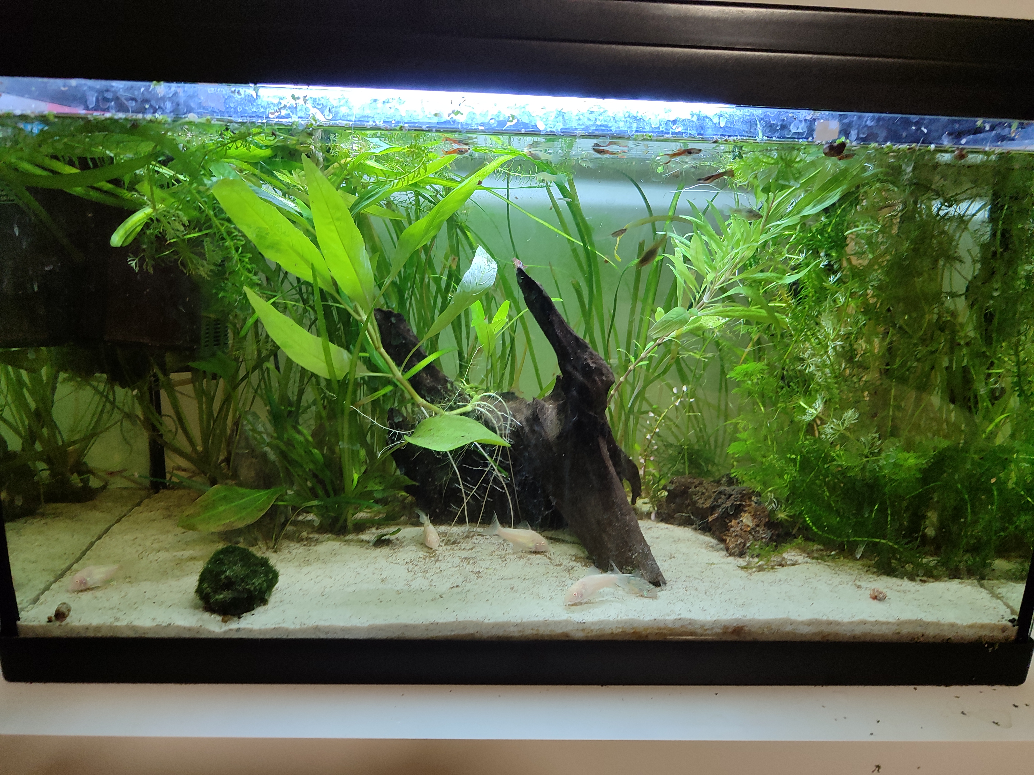 Acuario 60 litros con Corys y endlers.