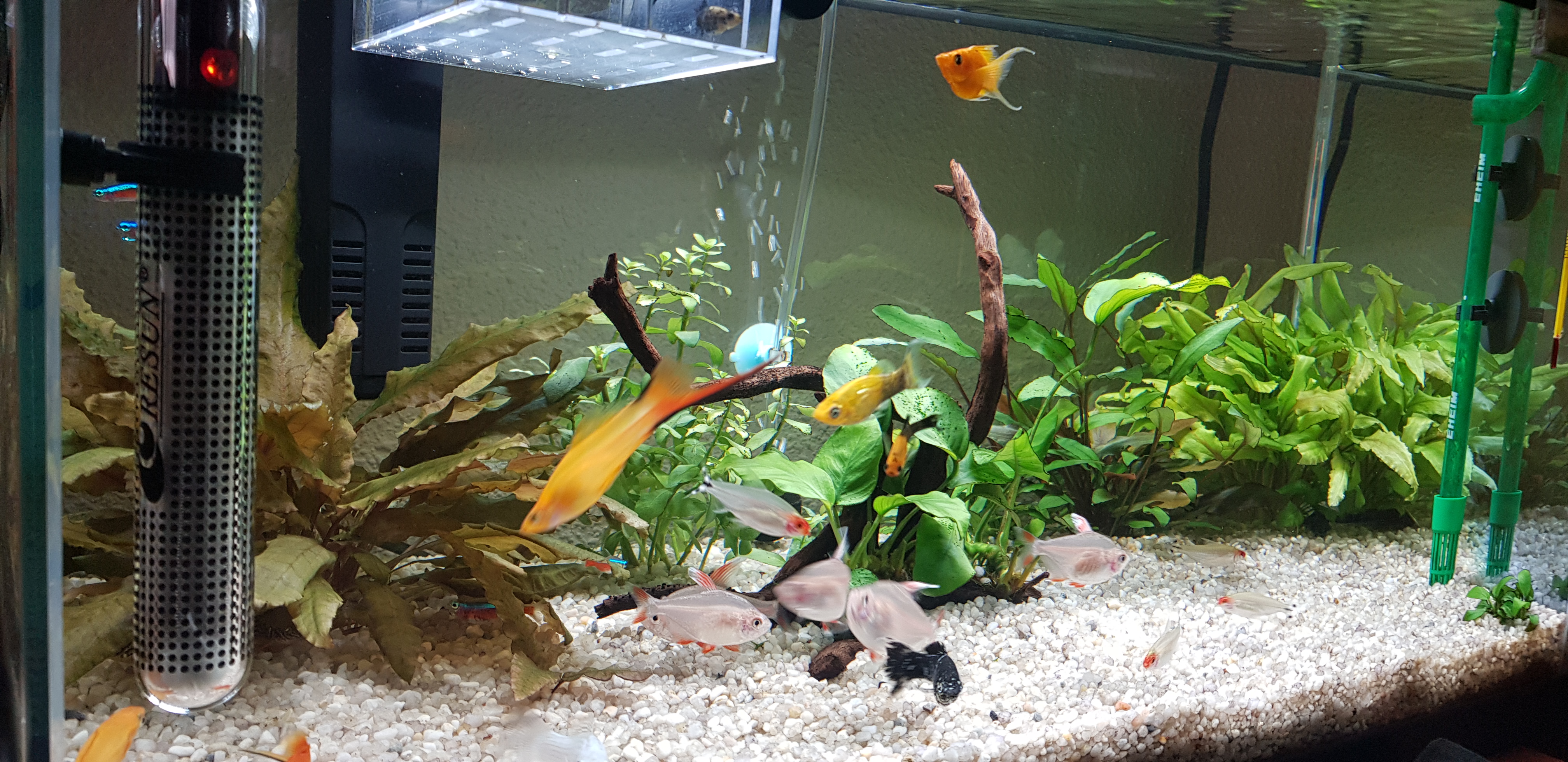 Acuario 8 meses peces tropicales